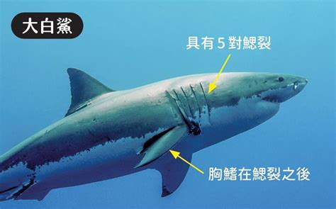 衛理苑風水 鯊魚品種鯊魚種類